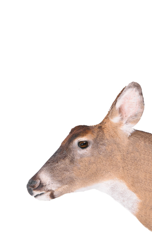 Jane Doe - Treecoy Decoy