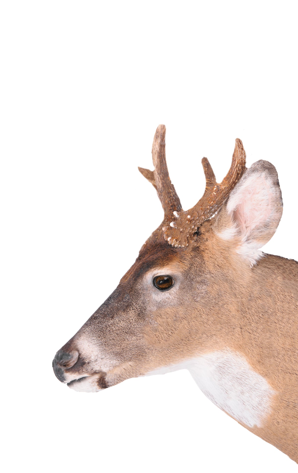 Spike - Treecoy Decoy