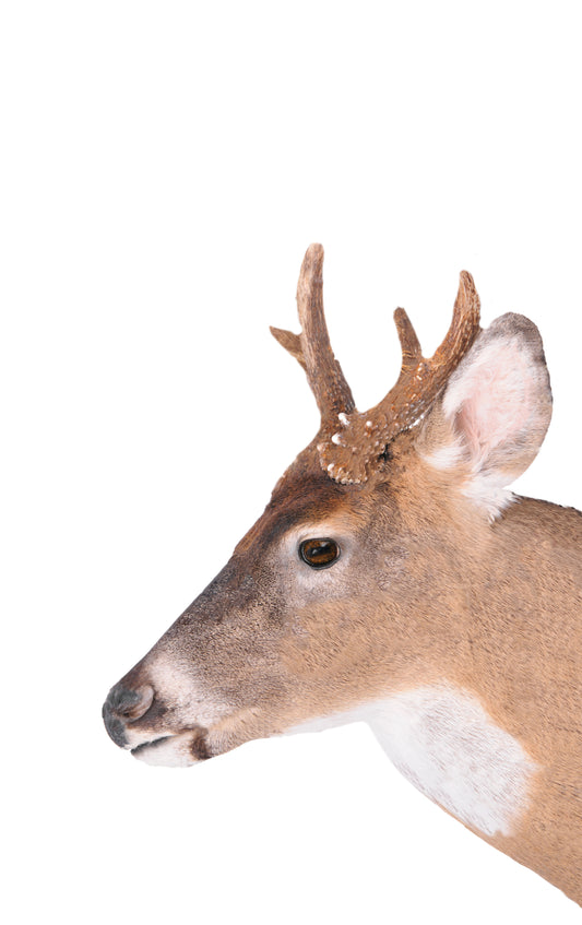 Spike - Treecoy Decoy
