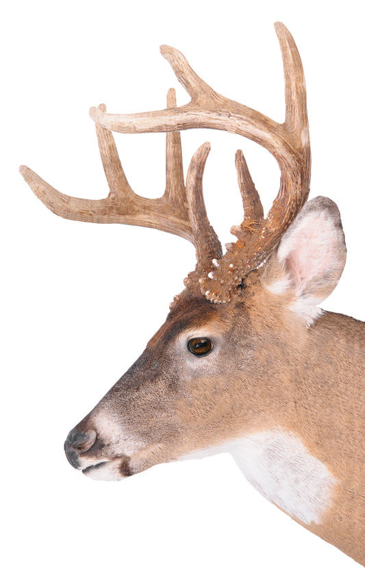 Uncle Buck - Treecoy Decoy