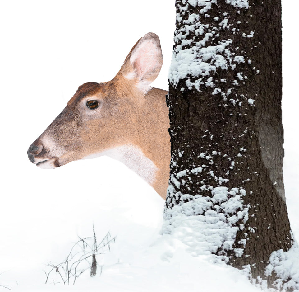 Jane Doe - Treecoy Decoy