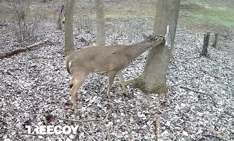 The treecoy keeps deer where you need them to allow time for the perfect shot
