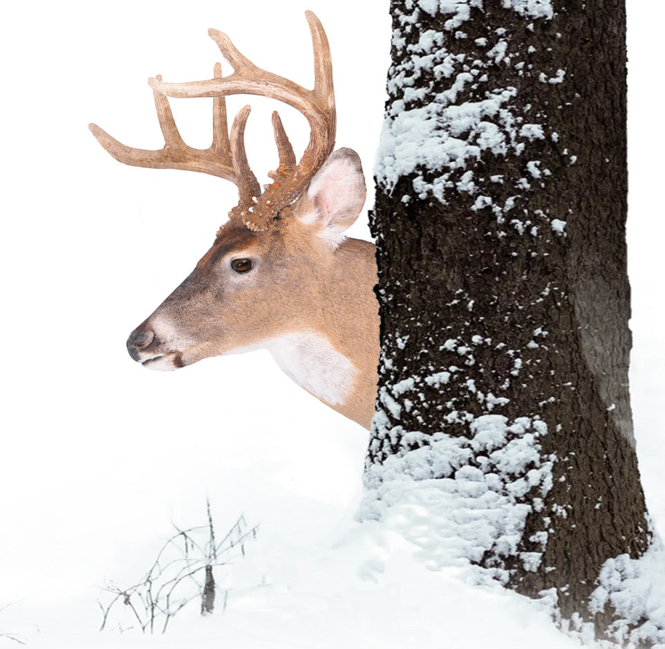 Treecoy's Uncle Buck peeking from behind a snow-covered tree in a winter setting