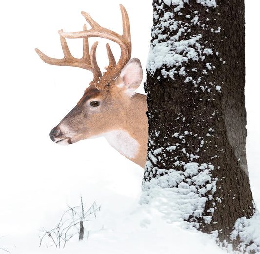 Treecoy's Uncle Buck peeking from behind a snow-covered tree in a winter setting